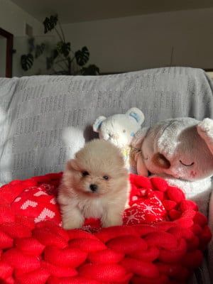 Les chiots de Spitz allemand