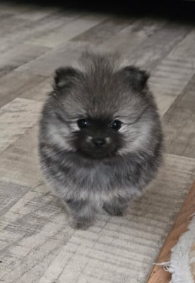 Les chiots de Spitz allemand