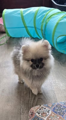 Les chiots de Spitz allemand