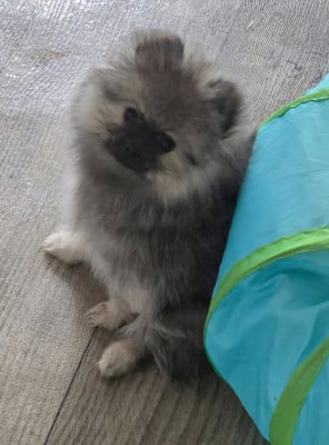 Les chiots de Spitz allemand