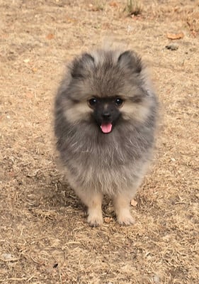Les chiots de Spitz allemand