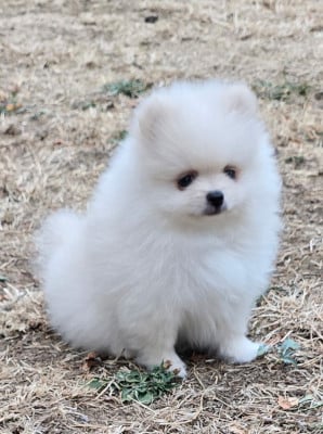 Les chiots de Spitz allemand