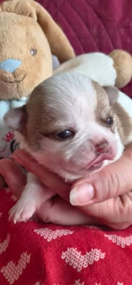 Chiot N°1 - Chihuahua