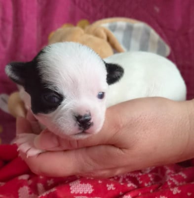 Chiot N°2 - Chihuahua