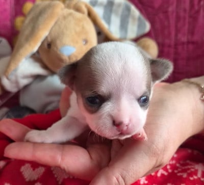 Chiot N°3 - Chihuahua