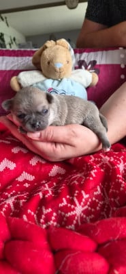 Chiot N°4 - Chihuahua
