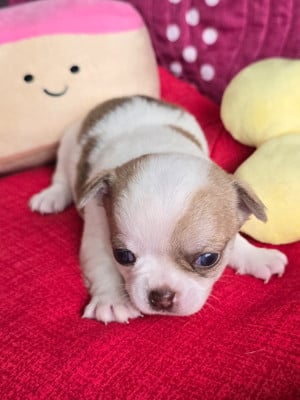 Les chiots de Chihuahua