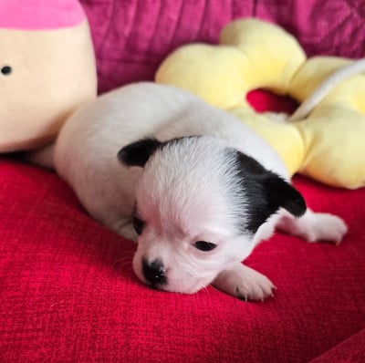 Les chiots de Chihuahua