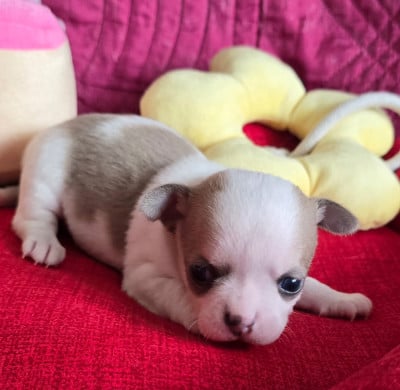 Les chiots de Chihuahua