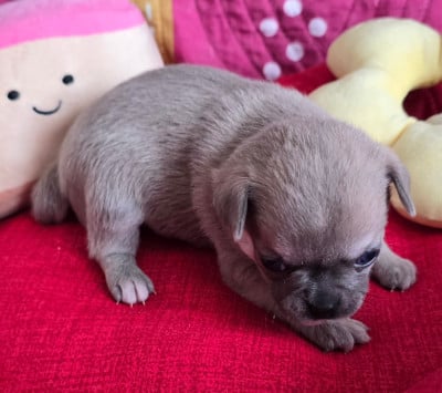 Les chiots de Chihuahua