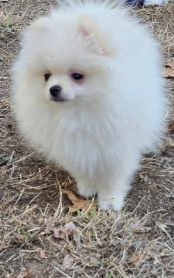 Les chiots de Spitz allemand