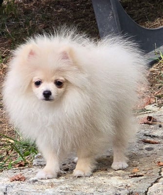 Les chiots de Spitz allemand