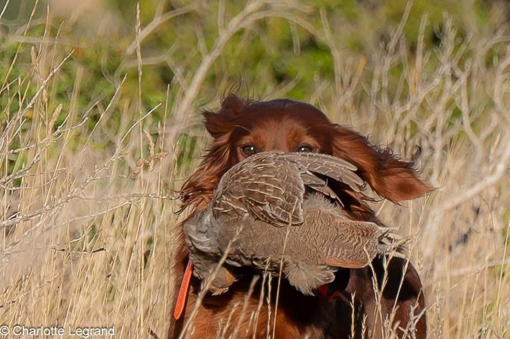 TR. Up-lands Des Celtes D'Artrat