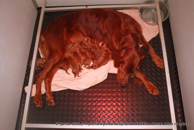 CHIOT 8 - Setter irlandais rouge