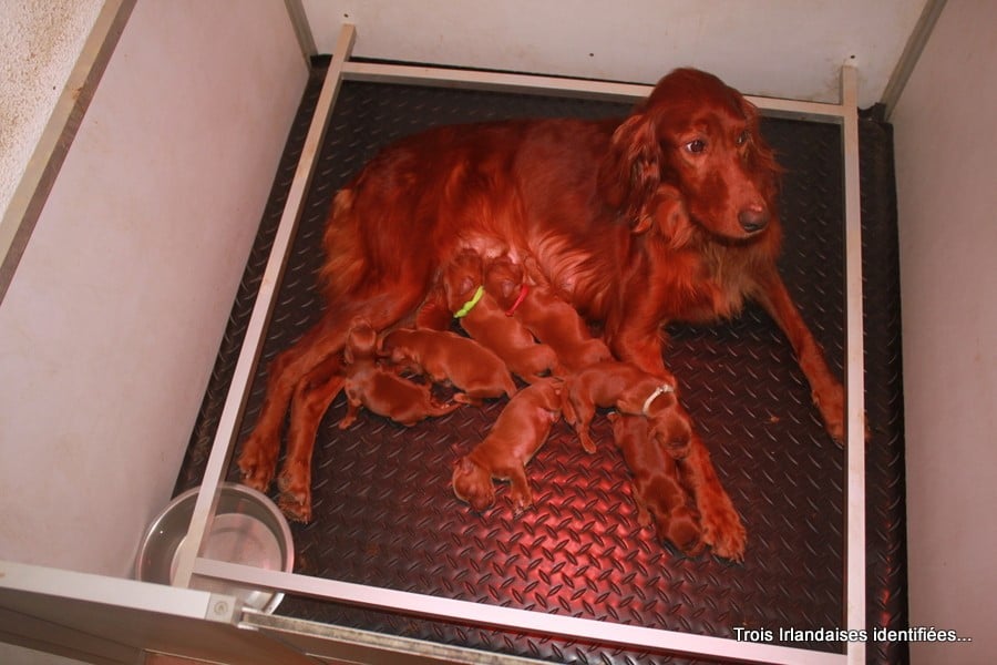 Setter irlandais rouge - Des Celtes D'Artrat