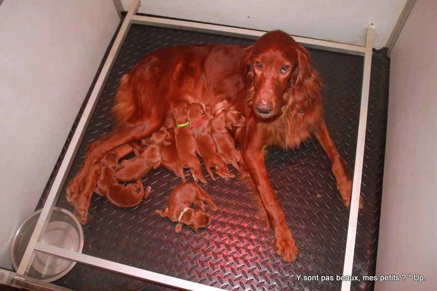 Setter irlandais rouge - Des Celtes D'Artrat