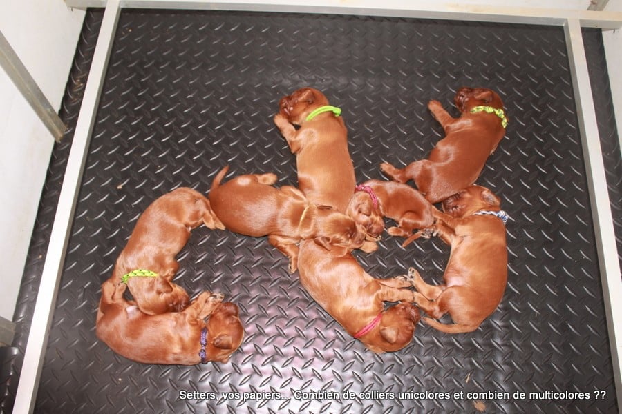 Setter irlandais rouge - Des Celtes D'Artrat