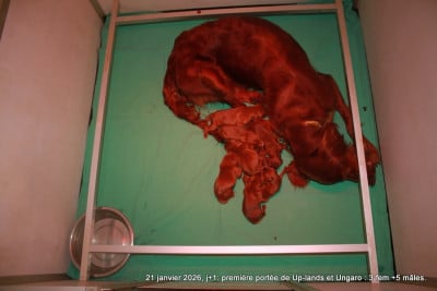 Les chiots de Setter irlandais rouge