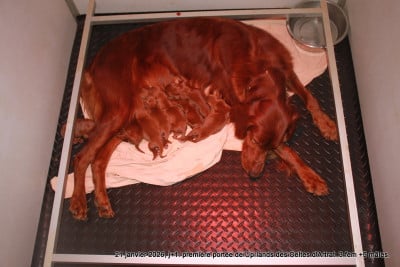 Les chiots de Setter irlandais rouge