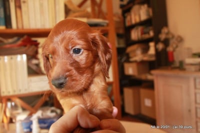 Les chiots de Setter irlandais rouge