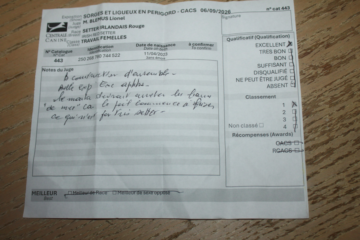 TR. CH. Up-lands Des Celtes D'Artrat - 1° Excellent.