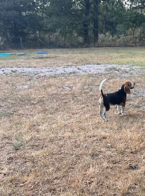 Les chiots de Beagle