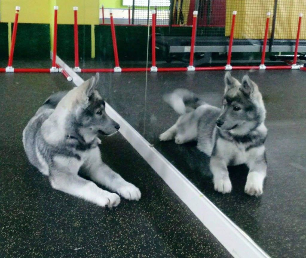 Publication : Du Phoenix D'Or