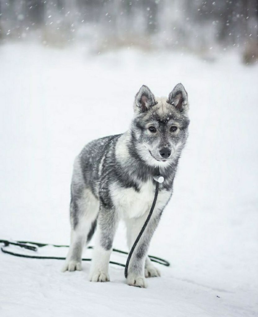 Publication : Du Phoenix D'Or