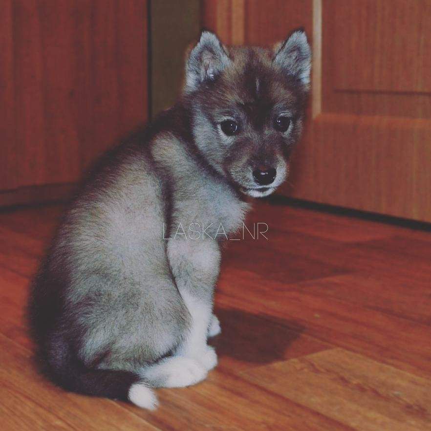 Publication : Du Phoenix D'Or