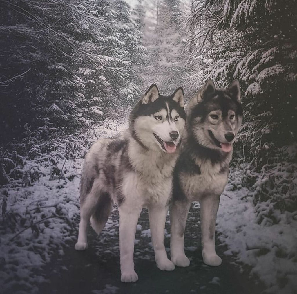 Publication : Du Phoenix D'Or