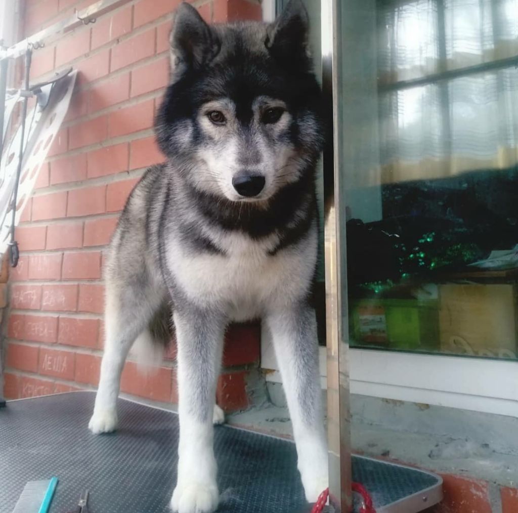 Publication : Du Phoenix D'Or