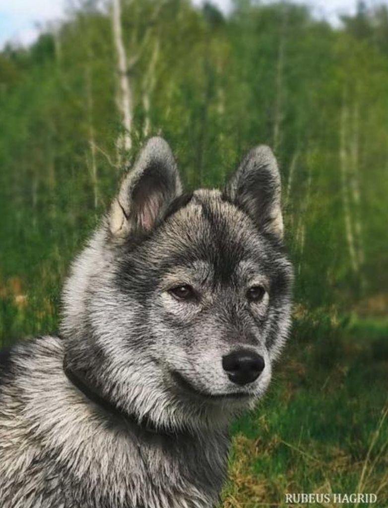 Publication : Du Phoenix D'Or