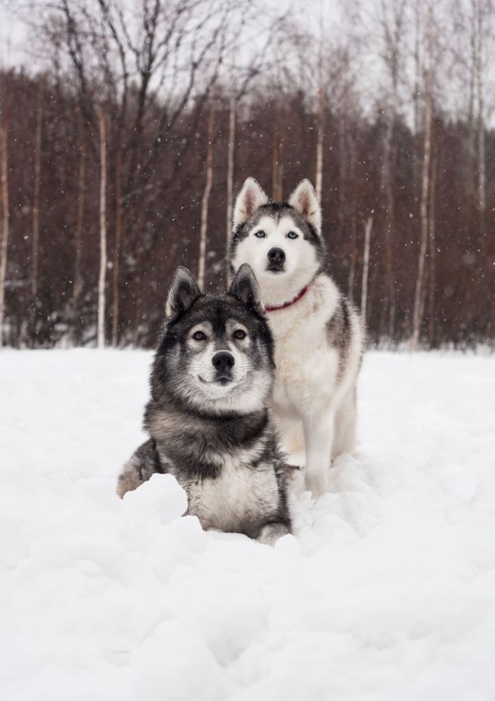 Publication : Du Phoenix D'Or