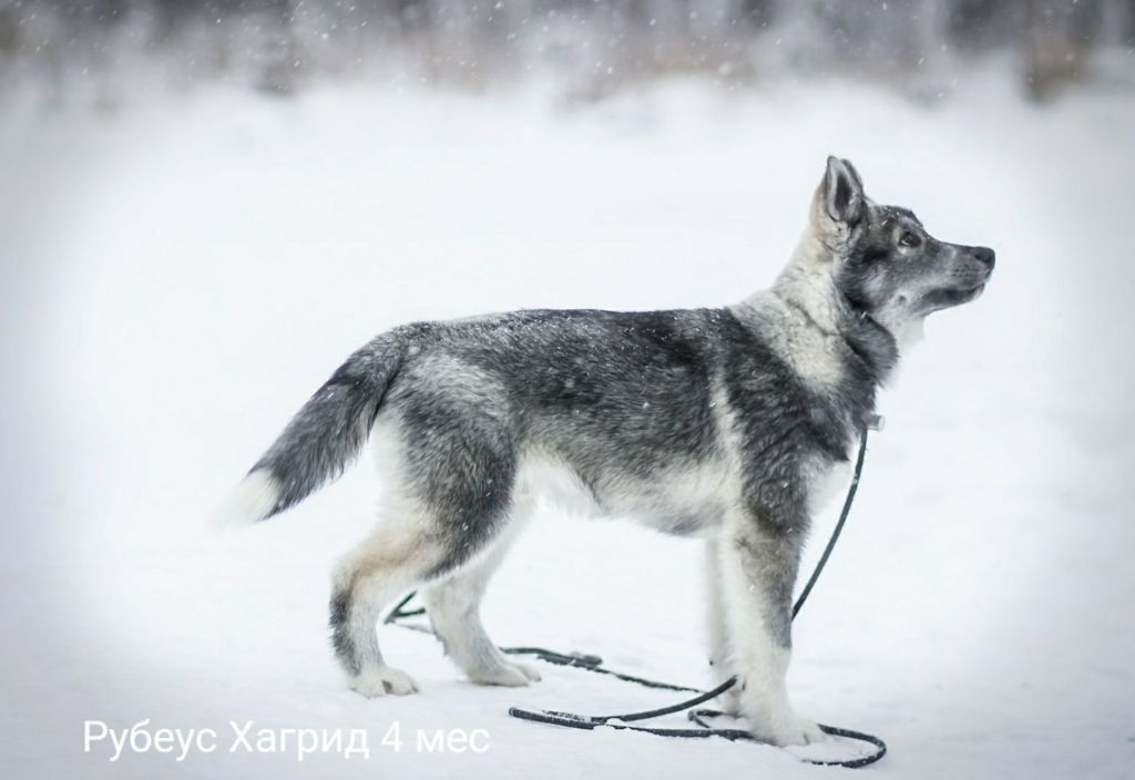 Publication : Du Phoenix D'Or