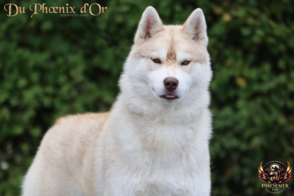 Vanish erase the sparrow