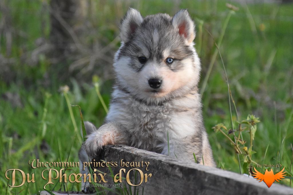 Chiot Siberian Husky Femelle 2 Du Phoenix D