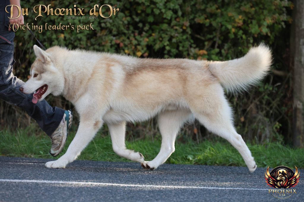 Vicking leader's pack