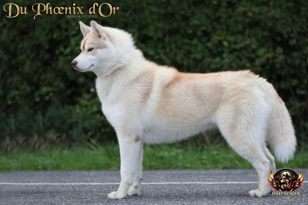 Vanish erase the sparrow