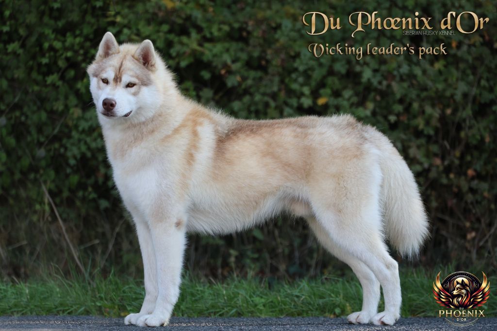 Vicking leader's pack