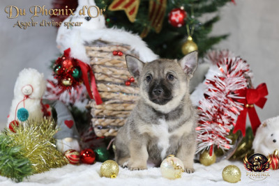 Les chiots de Spitz des Visigoths