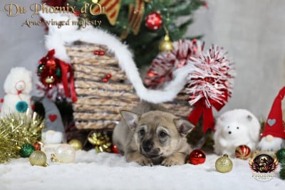 Les chiots de Spitz des Visigoths