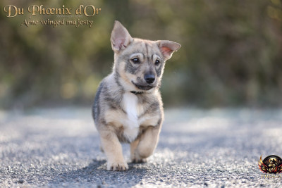 Les chiots de Spitz des Visigoths
