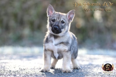 Les chiots de Spitz des Visigoths