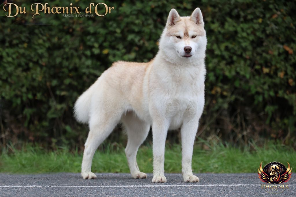 Vanish erase the sparrow