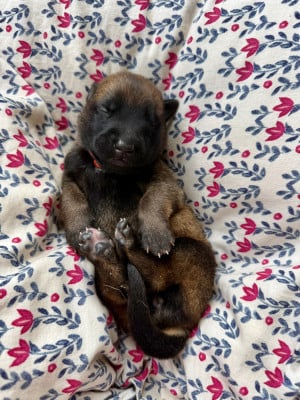 Les chiots de Berger Belge