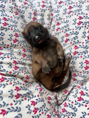 Les chiots de Berger Belge