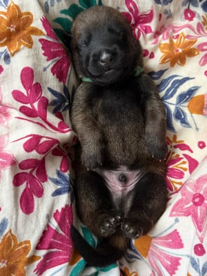 Les chiots de Berger Belge