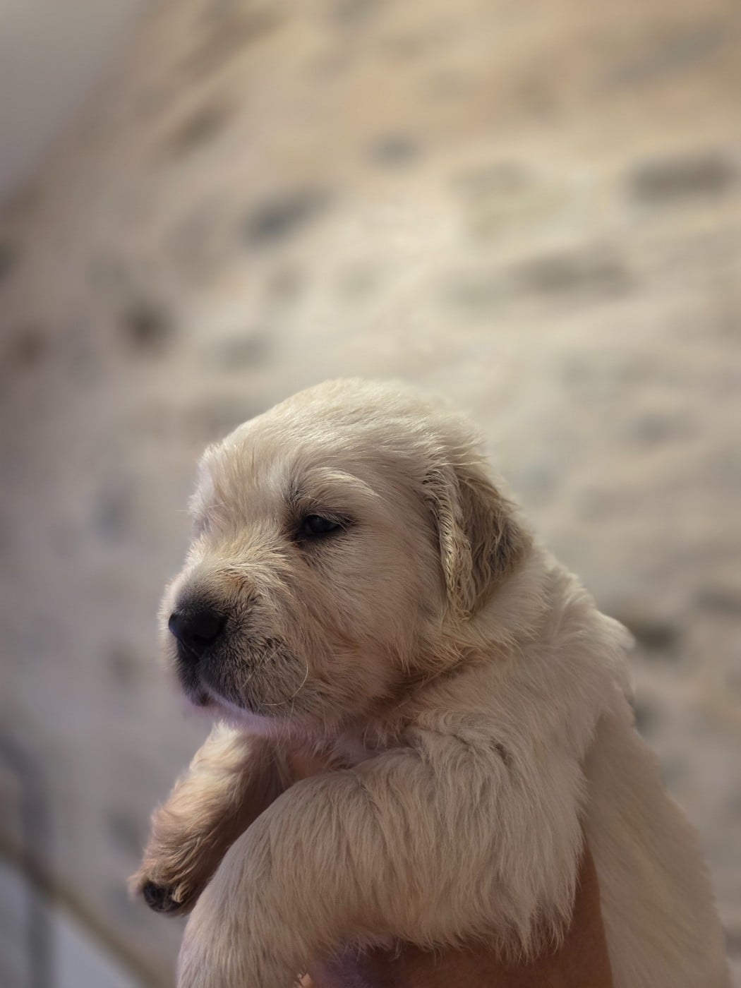 Mr Violet - Golden Retriever