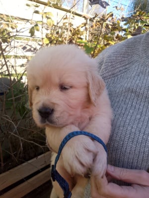 Les chiots de Golden Retriever