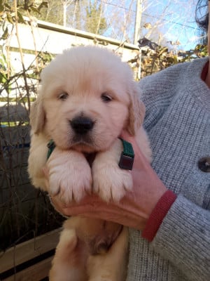 Les chiots de Golden Retriever